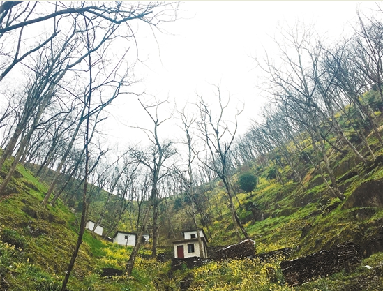 拿什么拯救你，我的山核桃&mdash;&mdash;臨安山核桃產業調查（下）