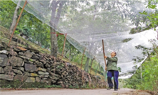 這顆&ldquo;搖錢樹&rdquo;怎么了？