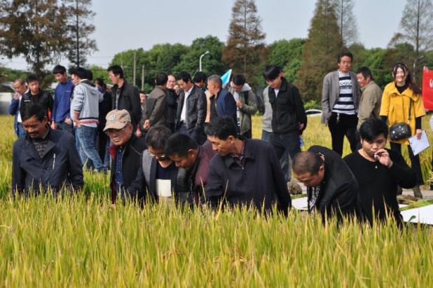 嘉興金惠利召開沃農丹現(xiàn)場觀摩測產會暨小麥訂貨會