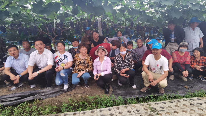 新光農(nóng)膜助力國家級(jí)葡萄示范基地增產(chǎn)增效