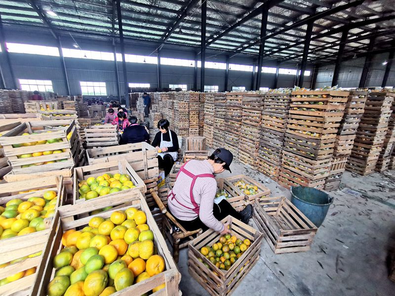 柑橘豐收卻不增收？看浙農(nóng)控股如何給龍游的橘農(nóng)們&ldquo;支招&rdquo;