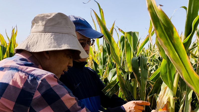 愛普黨員服務(wù)隊(duì)赴甘肅張掖開展制種玉米試驗(yàn)田回訪