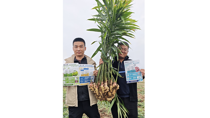 愛普科技聯合陜西客戶舉辦大姜測產觀摩會